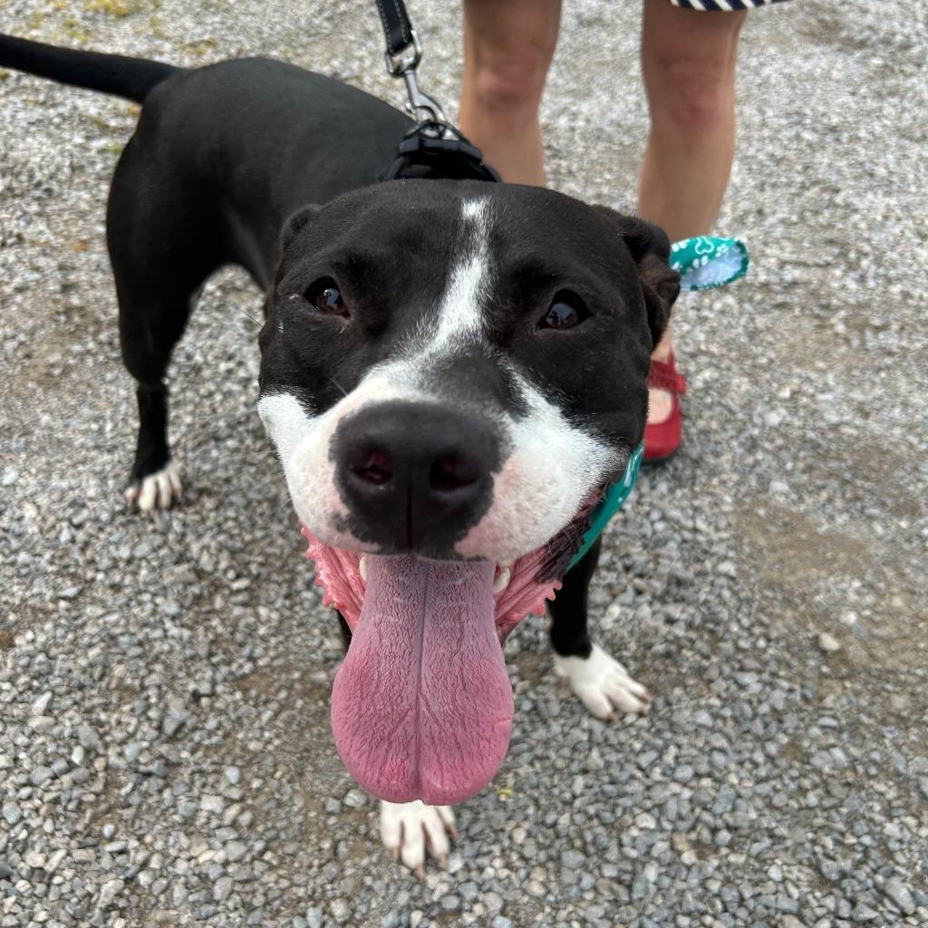 Henry, a Adopted mixed breed in Lexington, KY image 2/5