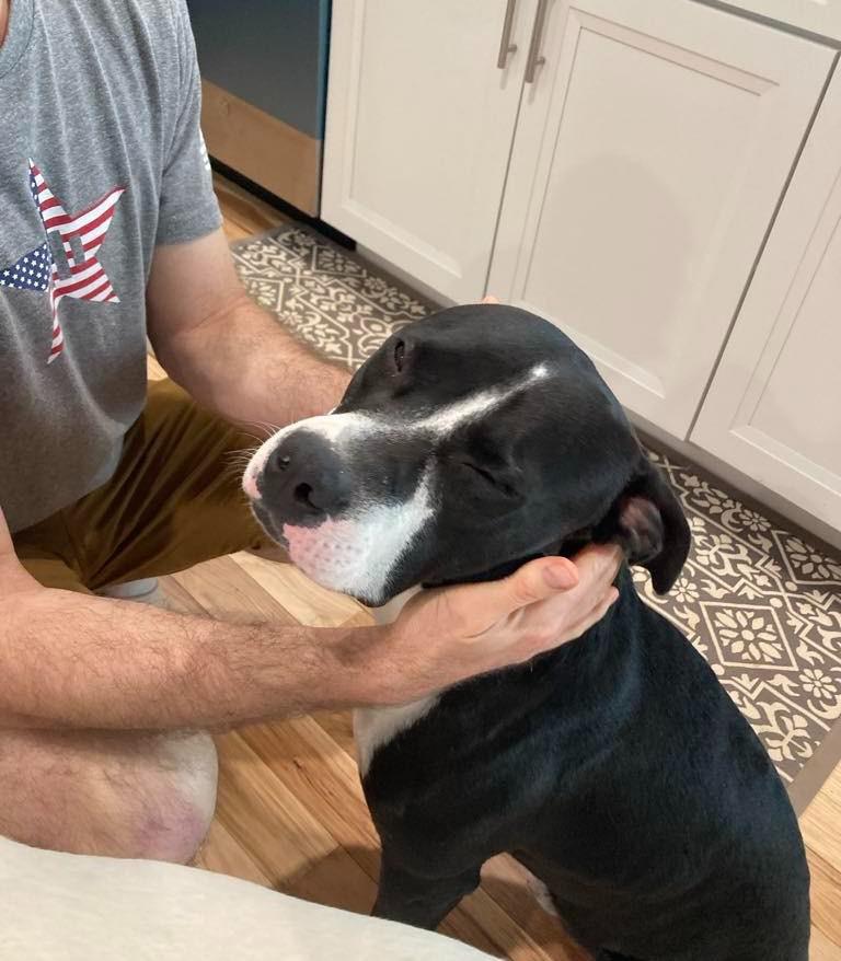 Henry, a Adopted mixed breed in Lexington, KY image 3/5