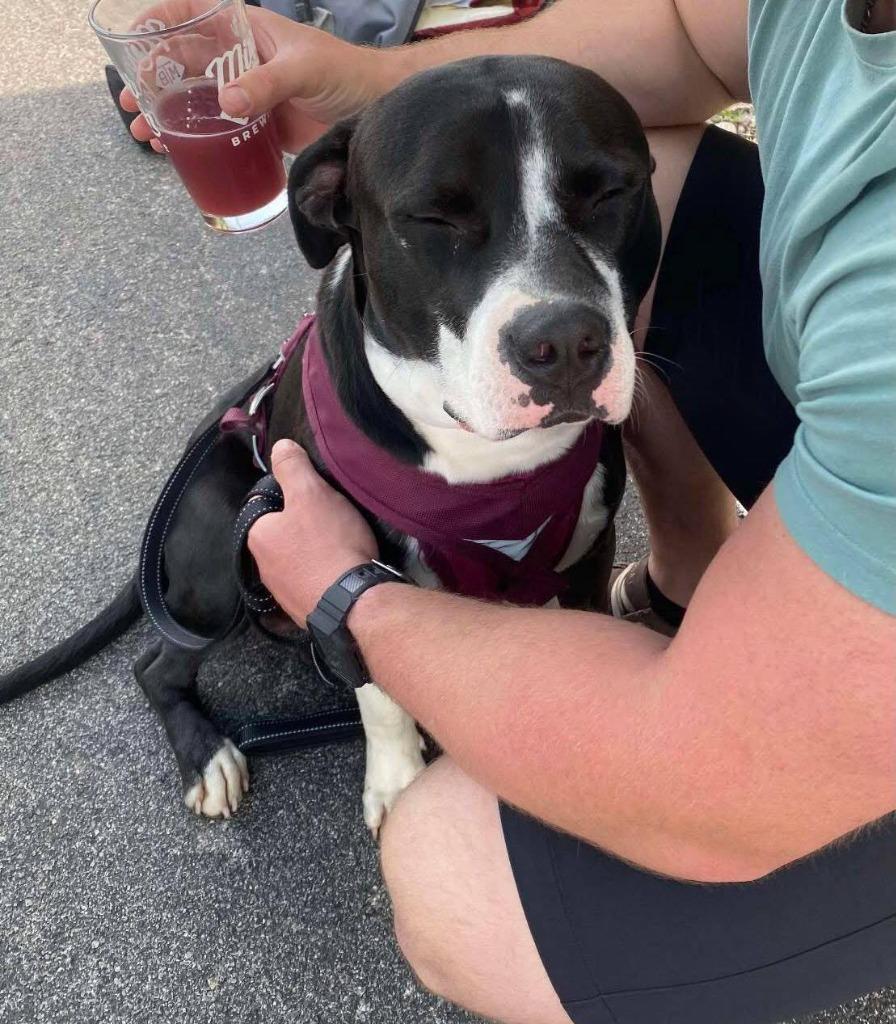 Henry, a Adopted mixed breed in Lexington, KY image 4/5