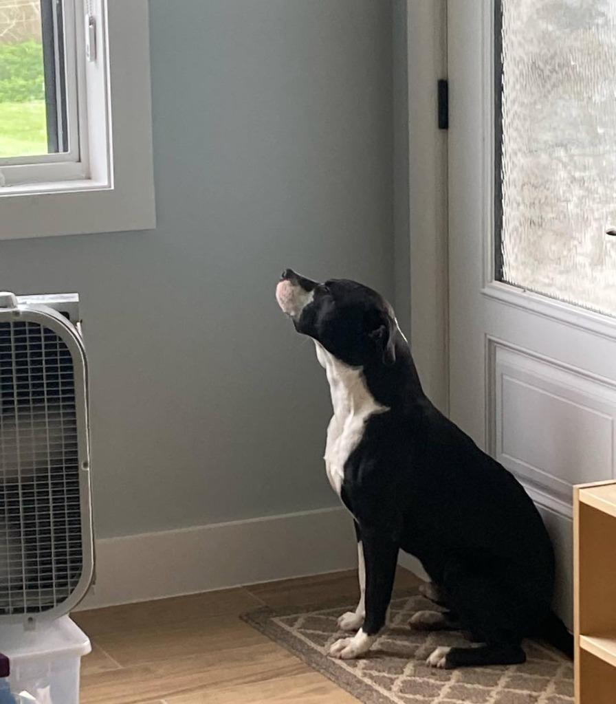 Henry, a Adopted mixed breed in Lexington, KY image 5/5