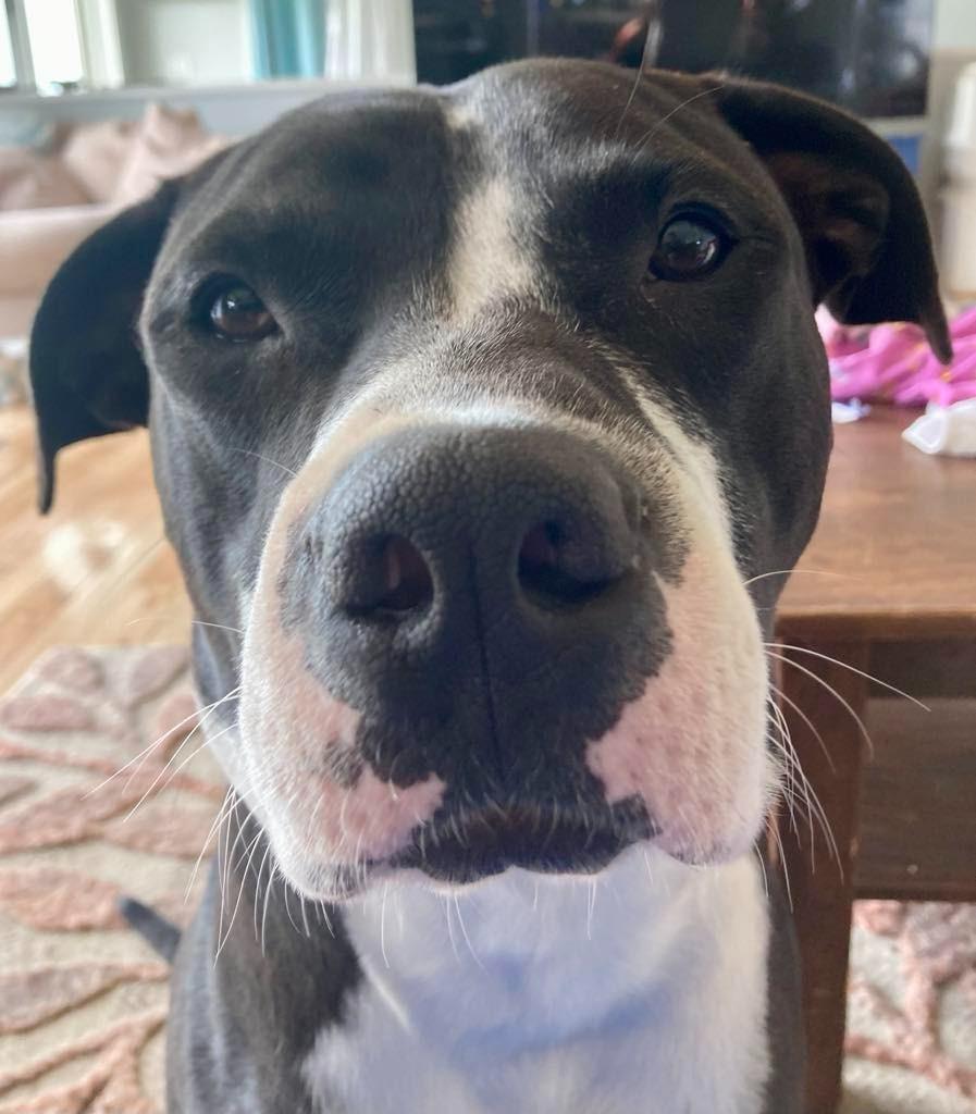 Henry, Adopted, Young Male Border Collie & Pit Bull Terrier.