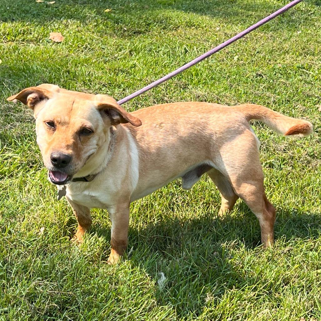 Buddy, a Adoptable Mixed Breed in Warrensburg, MO image 1/5