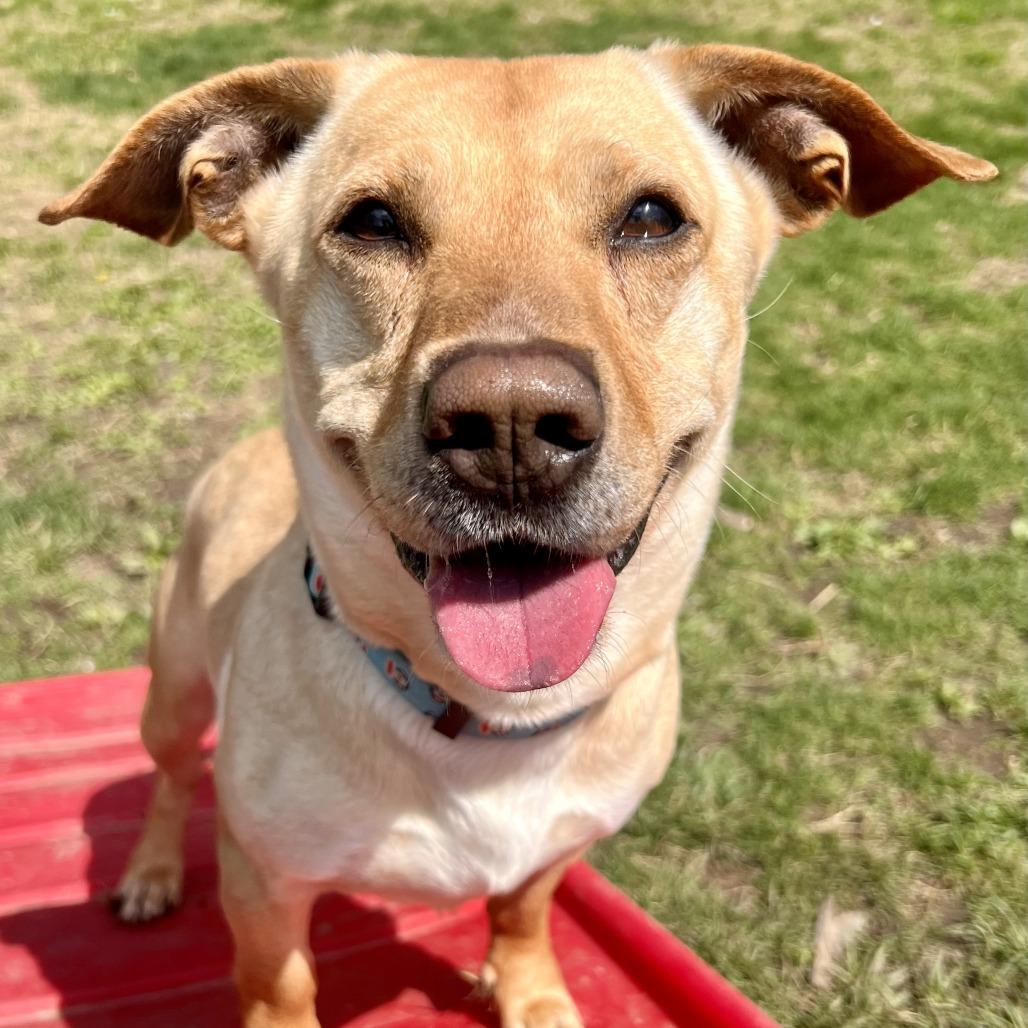 Buddy, a Adoptable Mixed Breed in Warrensburg, MO image 2/5