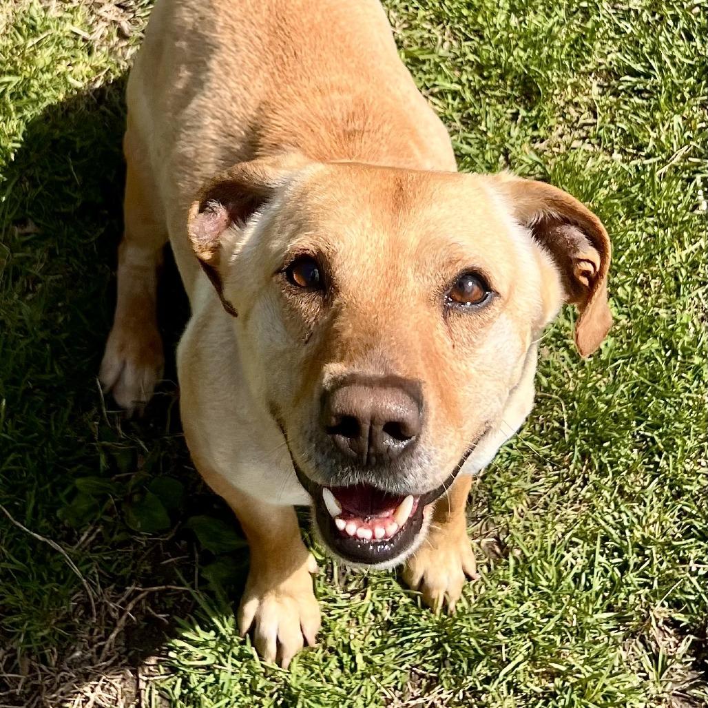 Buddy, a Adoptable Mixed Breed in Warrensburg, MO image 3/5