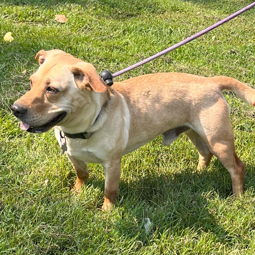 Buddy, a Adoptable Mixed Breed in Warrensburg, MO image 4/5