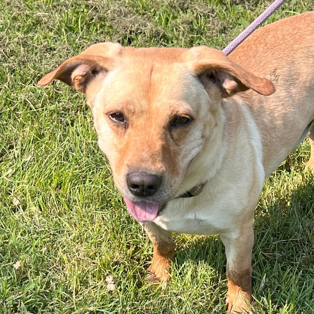 Buddy, a Adoptable Mixed Breed in Warrensburg, MO image 5/5