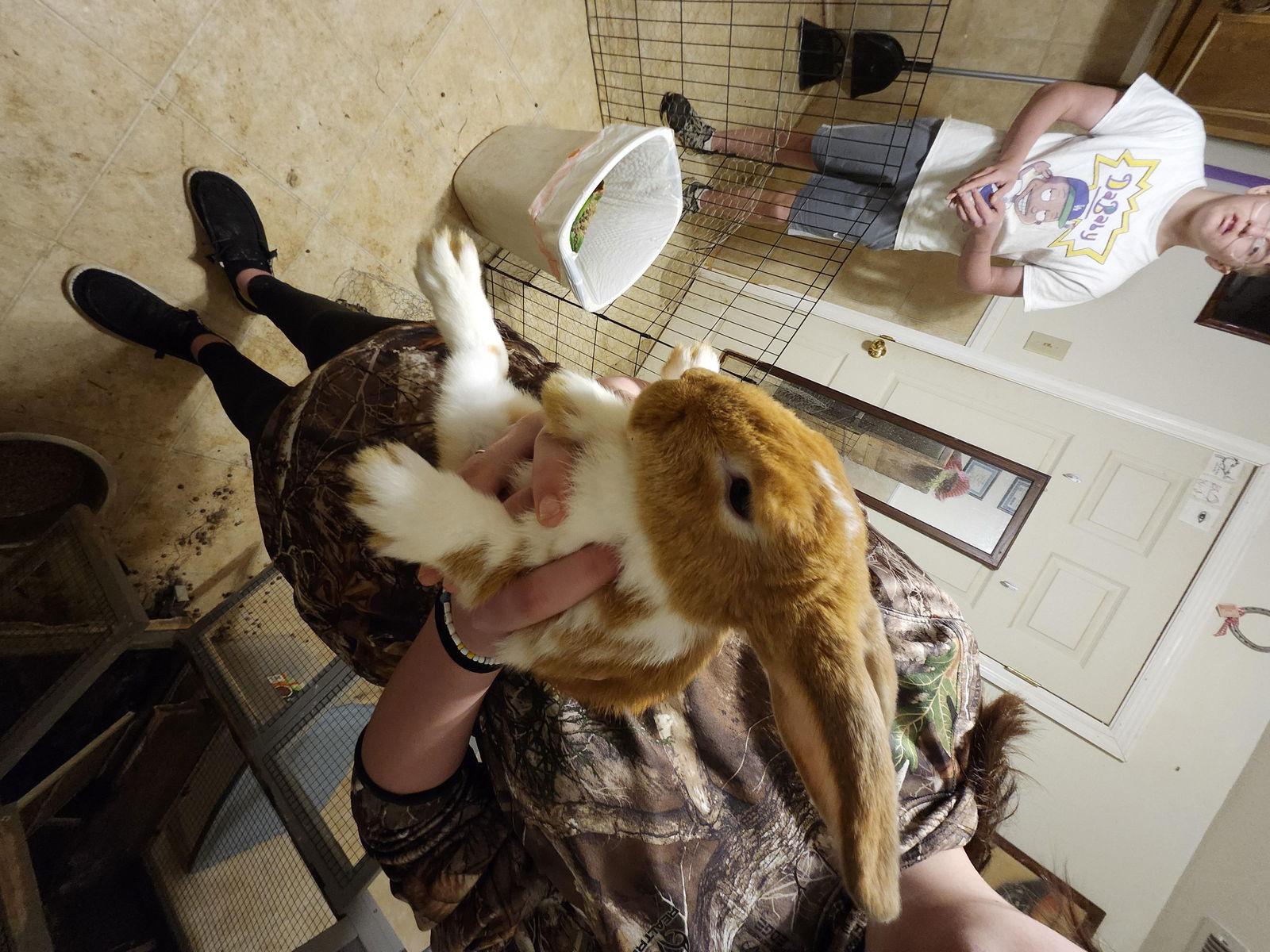 Enlarge Peter, a Adoptable Dwarf in Hartselle, AL image 1/2