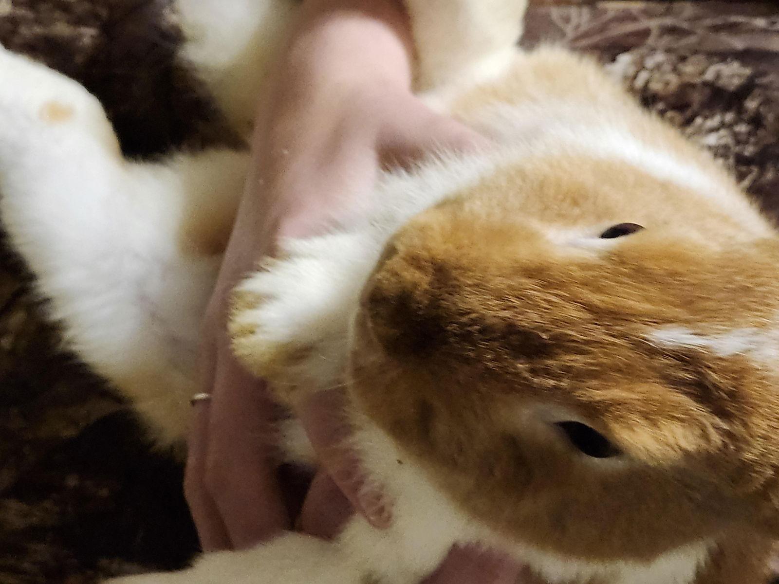 Enlarge Peter, a Adoptable Dwarf in Hartselle, AL image 2/2