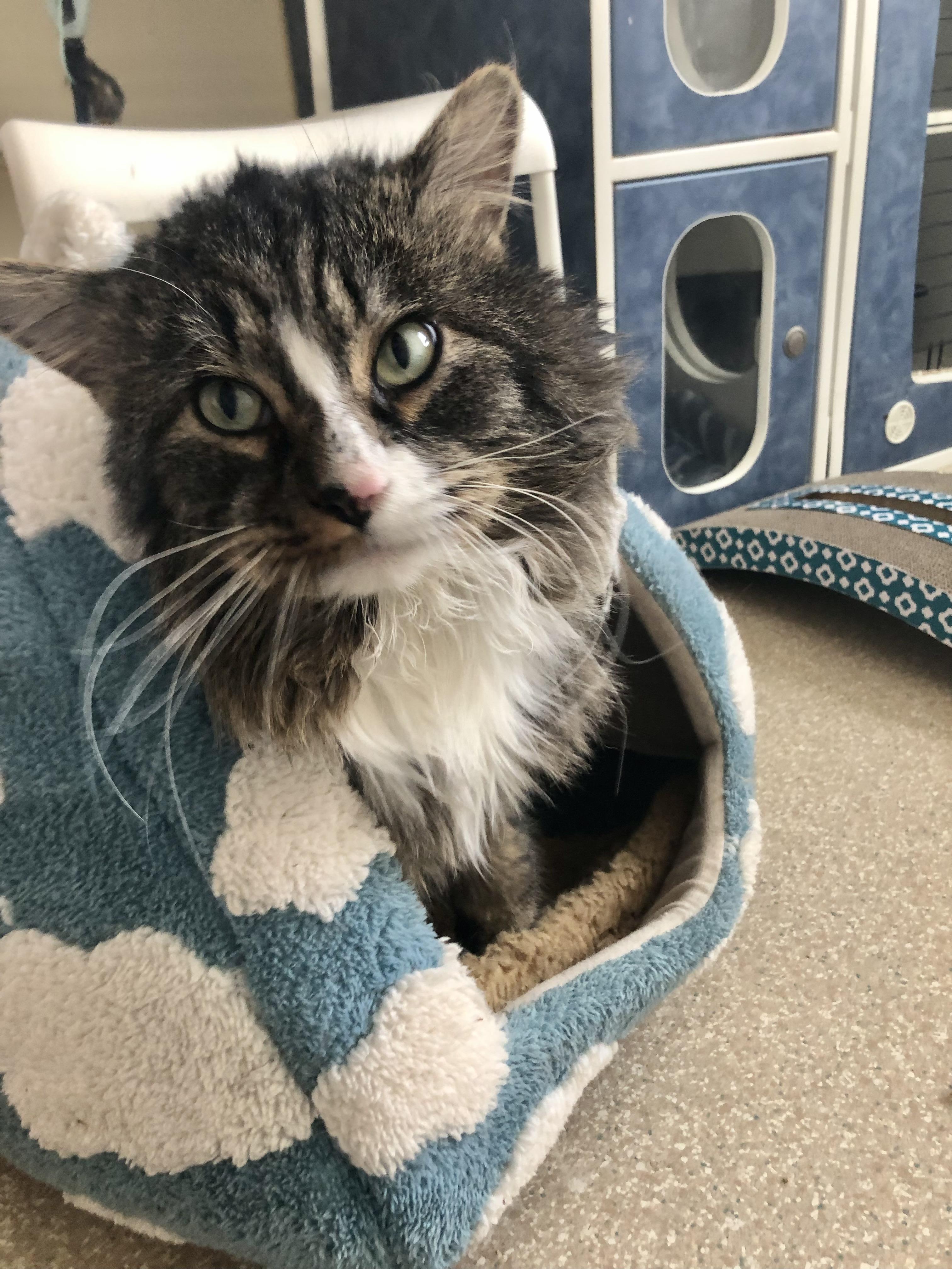 Moose Tracks, ADOPTABLE, Adult Male Domestic Medium Hair.