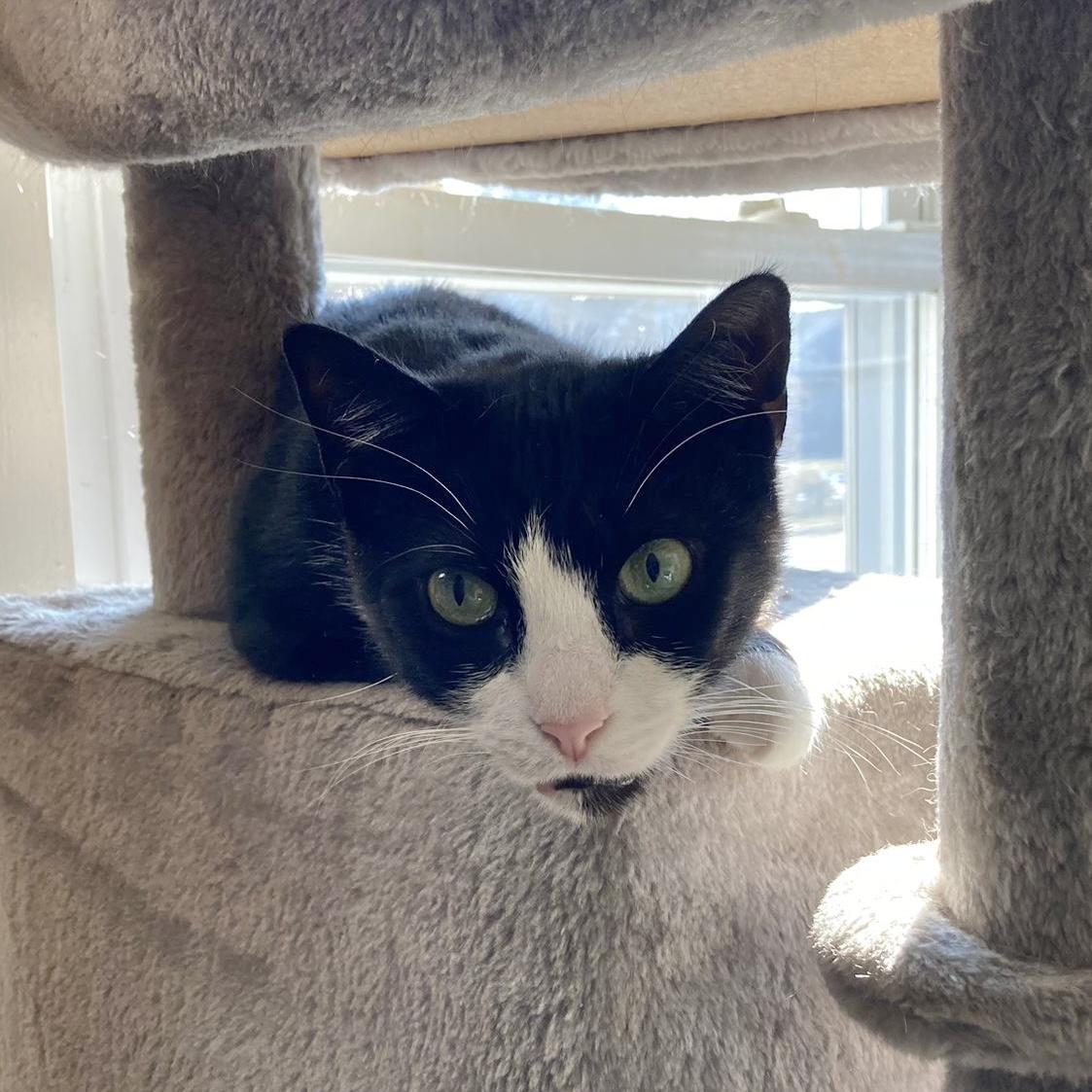 Little Boots, a Adoptable mixed breed in Pittstown, NJ image 1/5