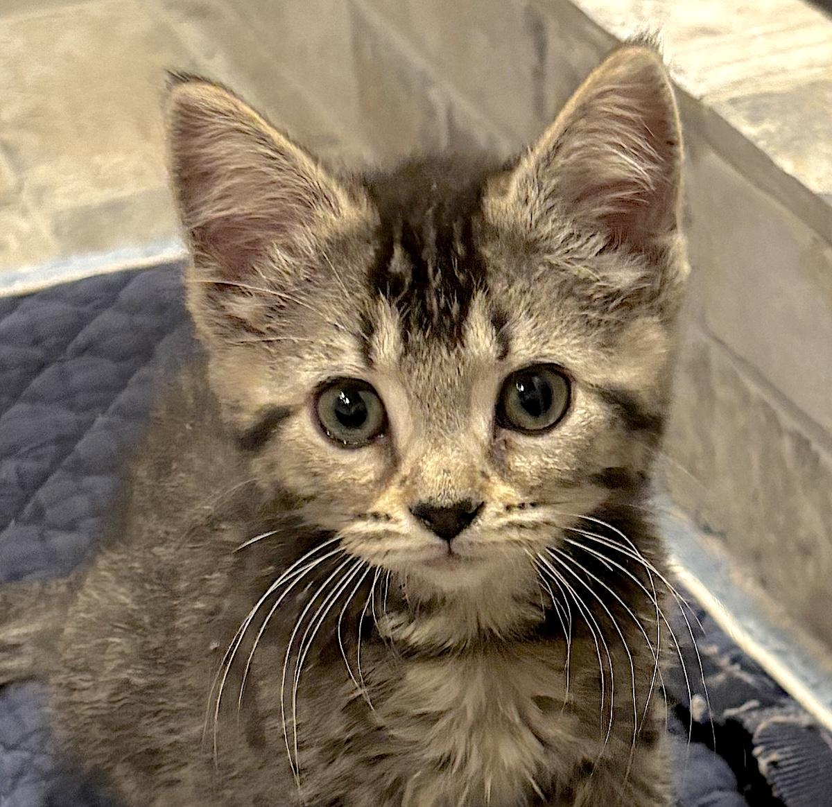 Enlarge Felis, a ADOPTABLE Domestic Short Hair in Bedford, VA image 1/6