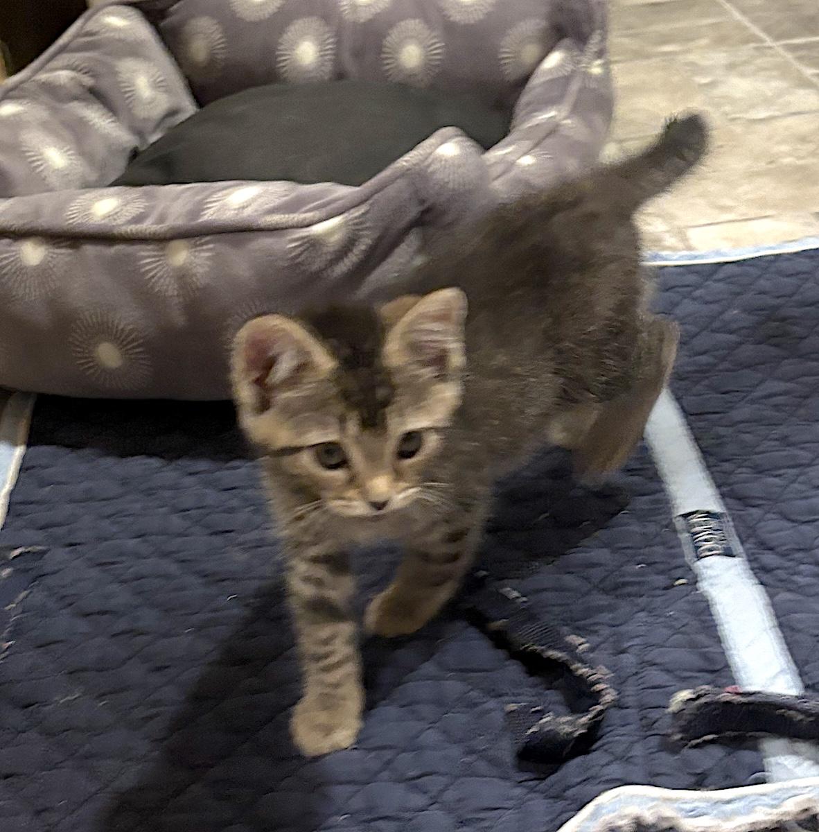 Enlarge Felis, a ADOPTABLE Domestic Short Hair in Bedford, VA image 3/6