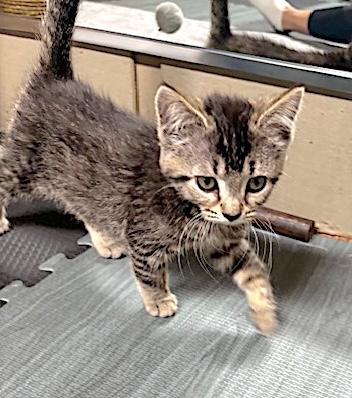 Enlarge Felis, a ADOPTABLE Domestic Short Hair in Bedford, VA image 6/6