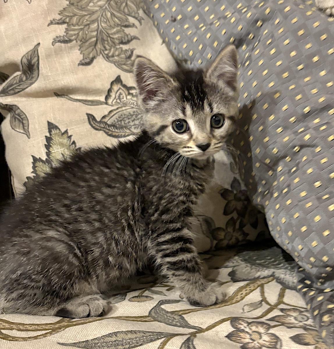 Enlarge Felis, a ADOPTABLE Domestic Short Hair in Bedford, VA image 2/6
