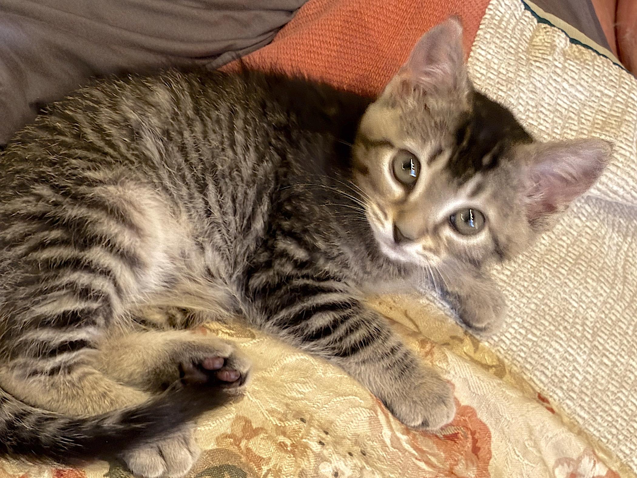 Enlarge Felis, a ADOPTABLE Domestic Short Hair in Bedford, VA image 4/6