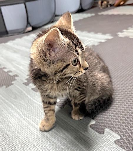 Enlarge Felis, a ADOPTABLE Domestic Short Hair in Bedford, VA image 5/6