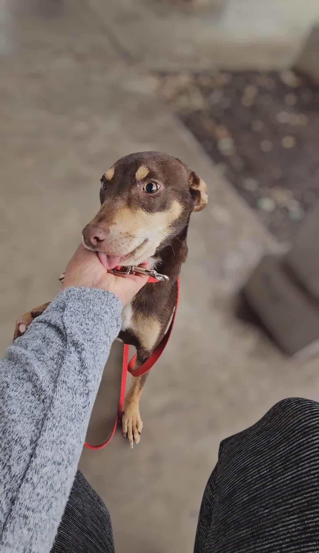 Kristy, Adoptable, Puppy Female Miniature Pinscher & Shepherd.