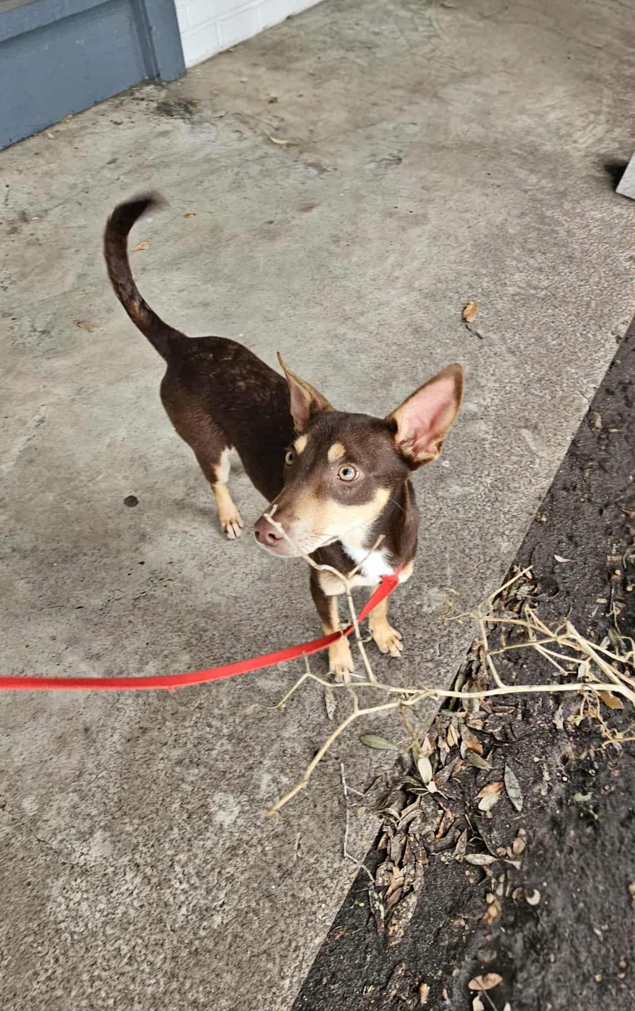 Enlarge Kristy, a Adoptable mixed breed in COVINGTON, WA image 2/5