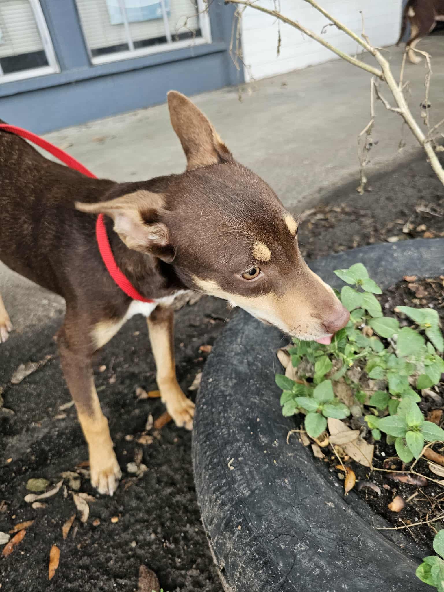 Enlarge Kristy, a Adoptable mixed breed in COVINGTON, WA image 3/5