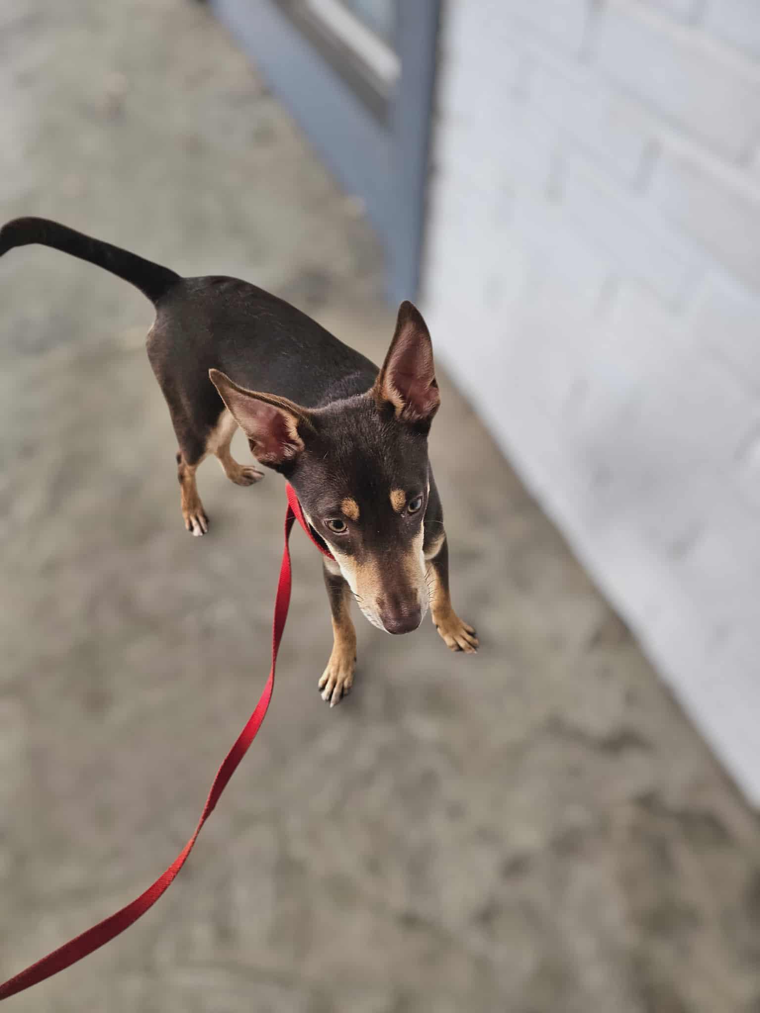 Enlarge Kristy, a Adoptable mixed breed in COVINGTON, WA image 5/5