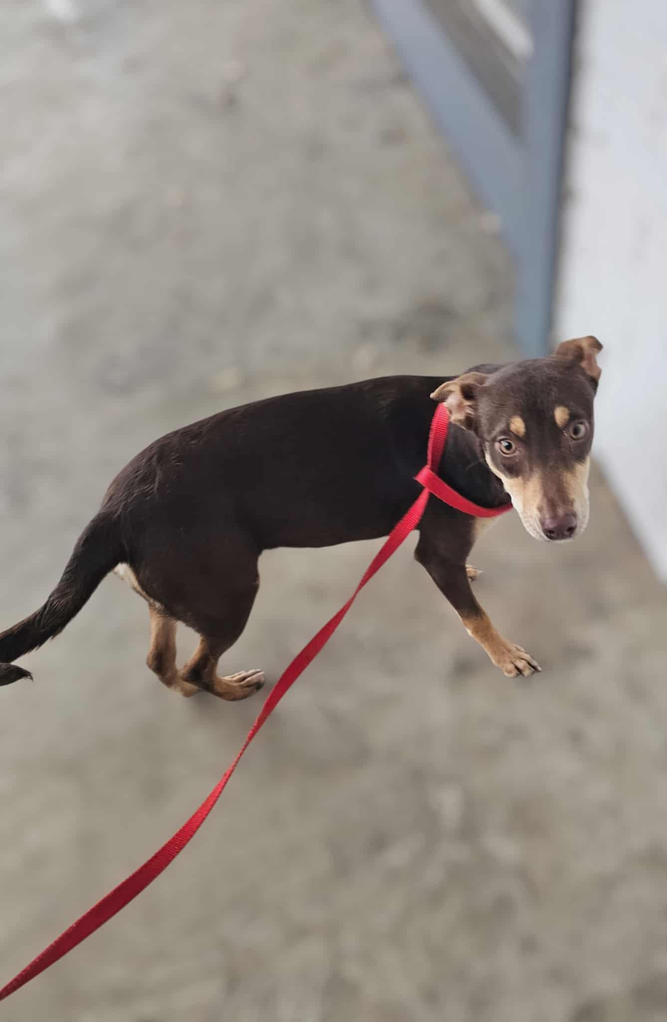 Enlarge Kristy, a Adoptable mixed breed in COVINGTON, WA image 4/5