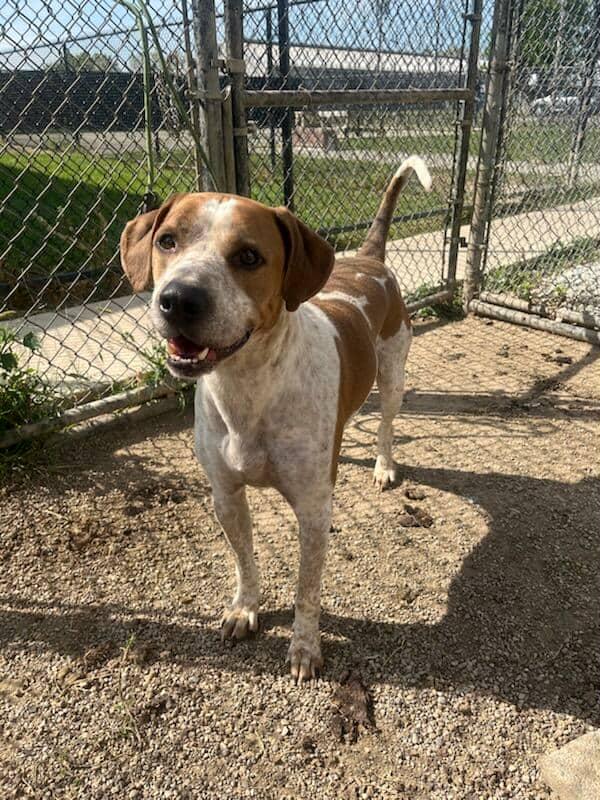 Bronson