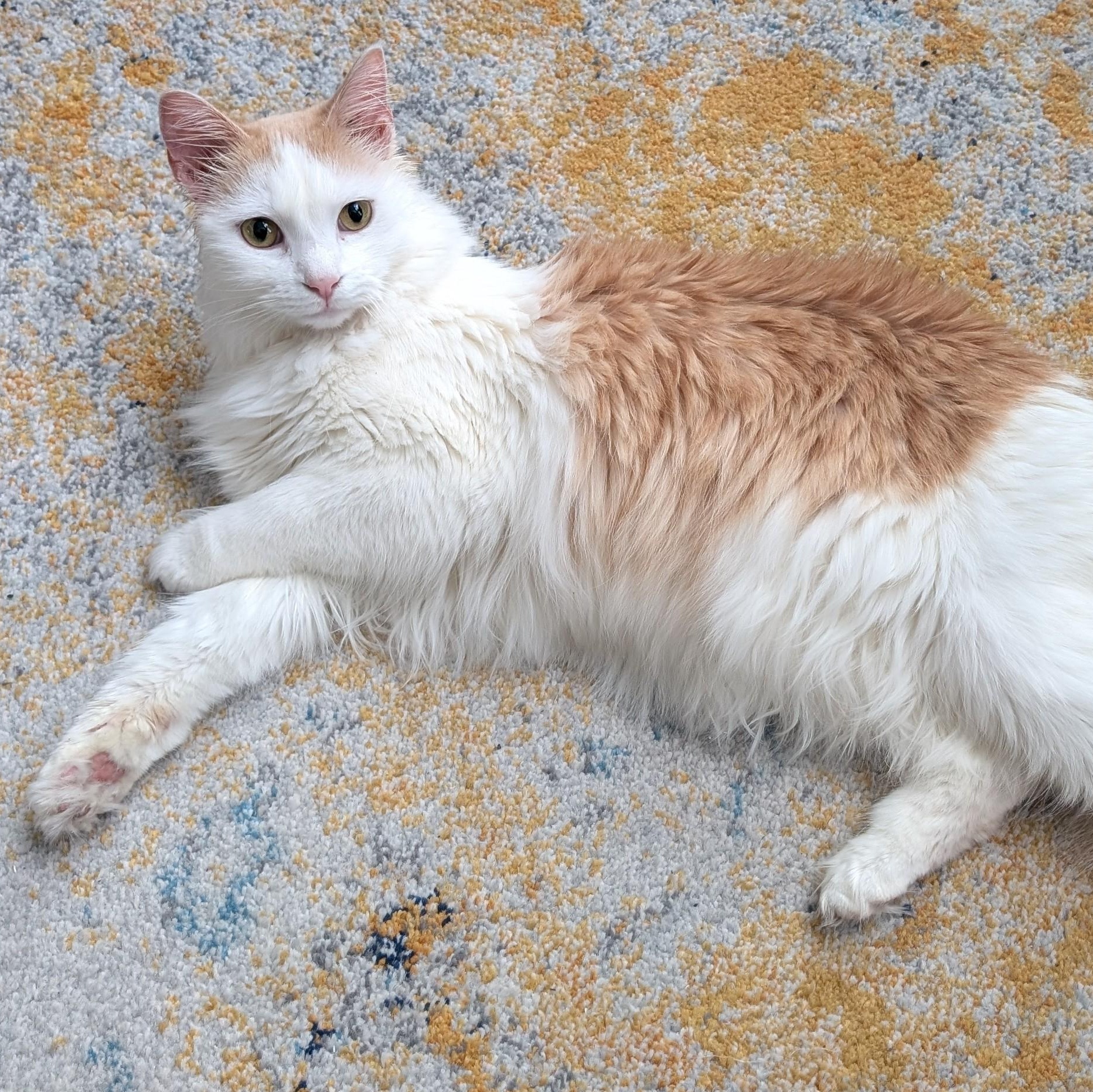 Enlarge Oliver Morley-Steve, a Adoptable Domestic Long Hair in Denver, CO image 2/6