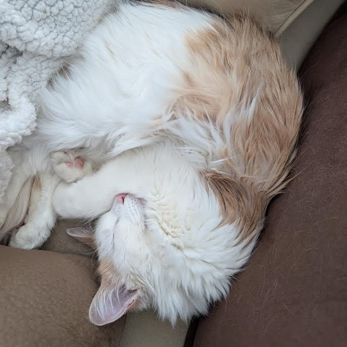 Enlarge Oliver Morley-Steve, a Adoptable Domestic Long Hair in Denver, CO image 6/6