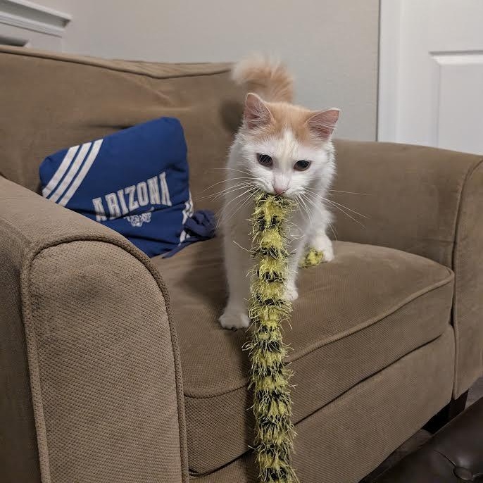 Enlarge Oliver Morley-Steve, a Adoptable Domestic Long Hair in Denver, CO image 5/6