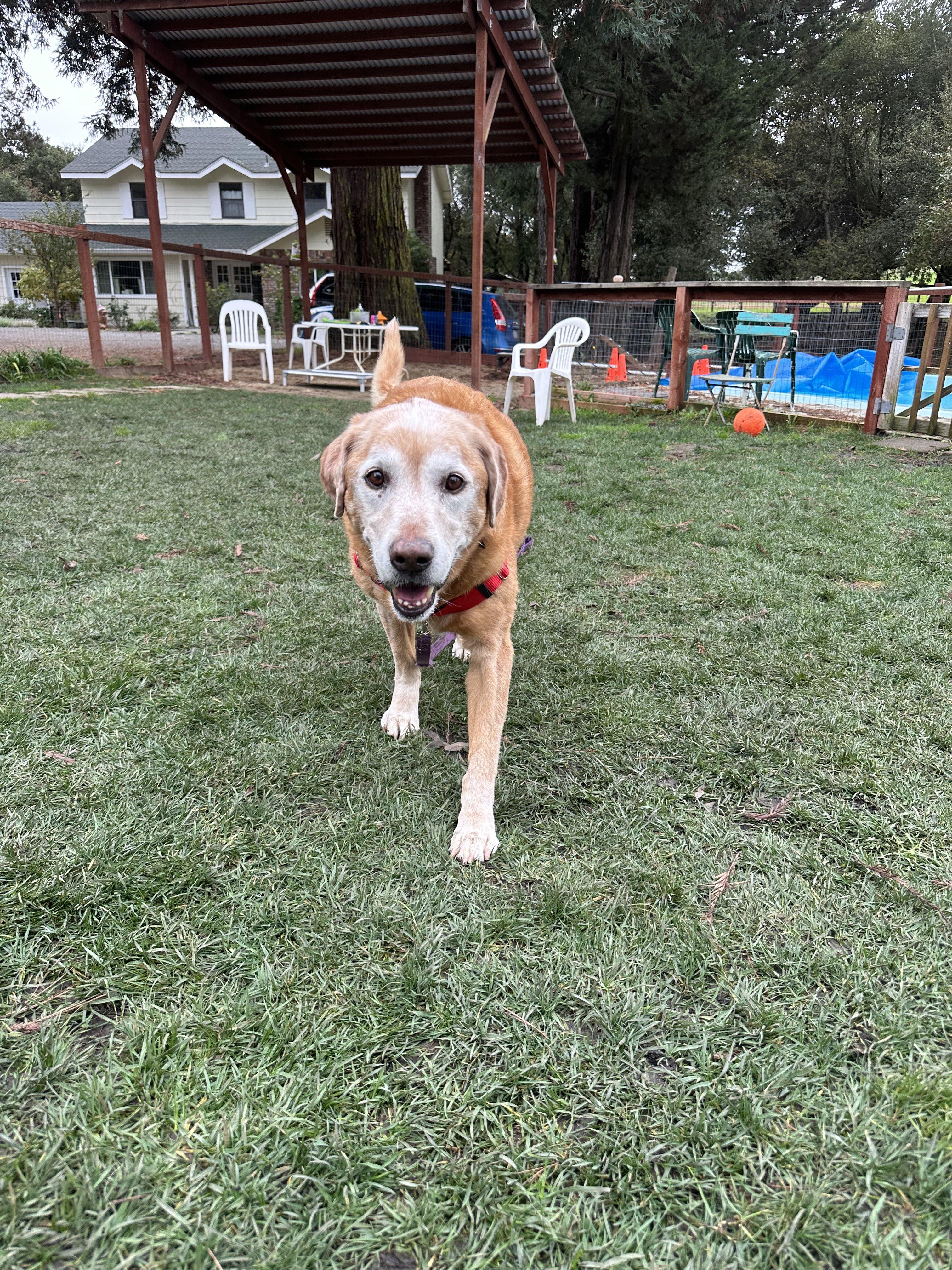Enlarge Sammy, a ADOPTABLE Labrador Retriever in Petaluma, CA image 3/4