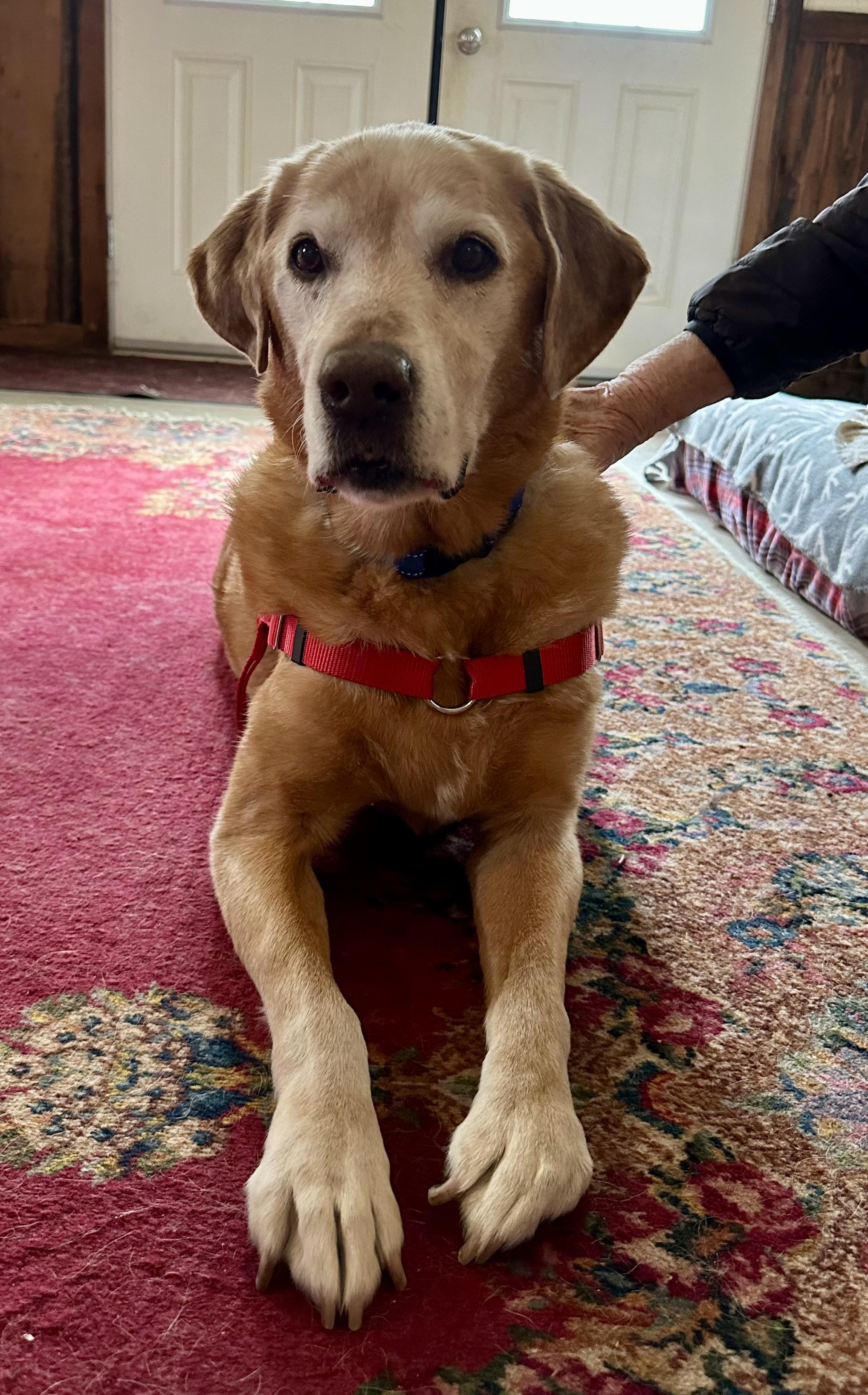 Enlarge Sammy, a ADOPTABLE Labrador Retriever in Petaluma, CA image 2/4