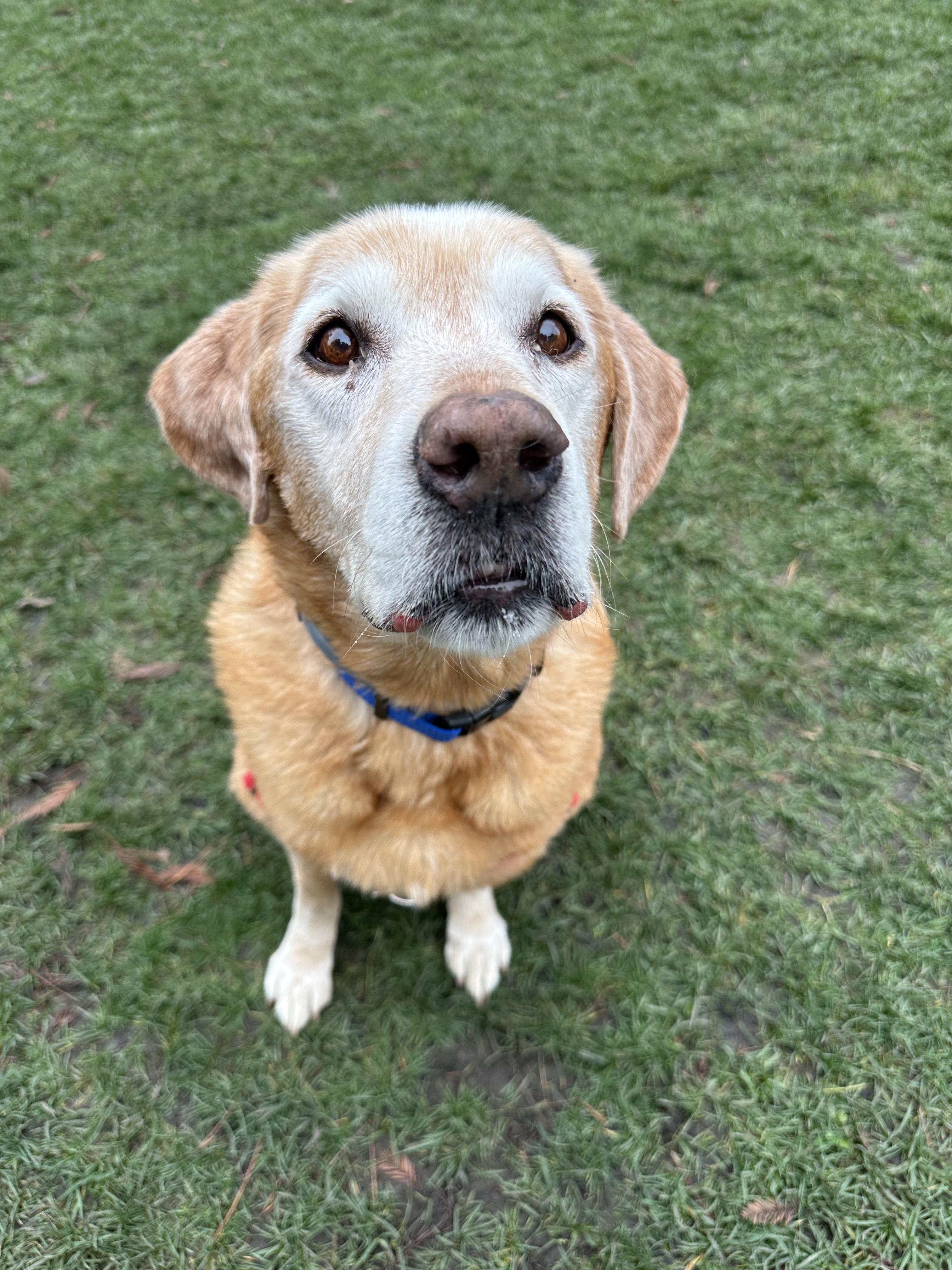 Sammy, ADOPTABLE, Senior Male Labrador Retriever.