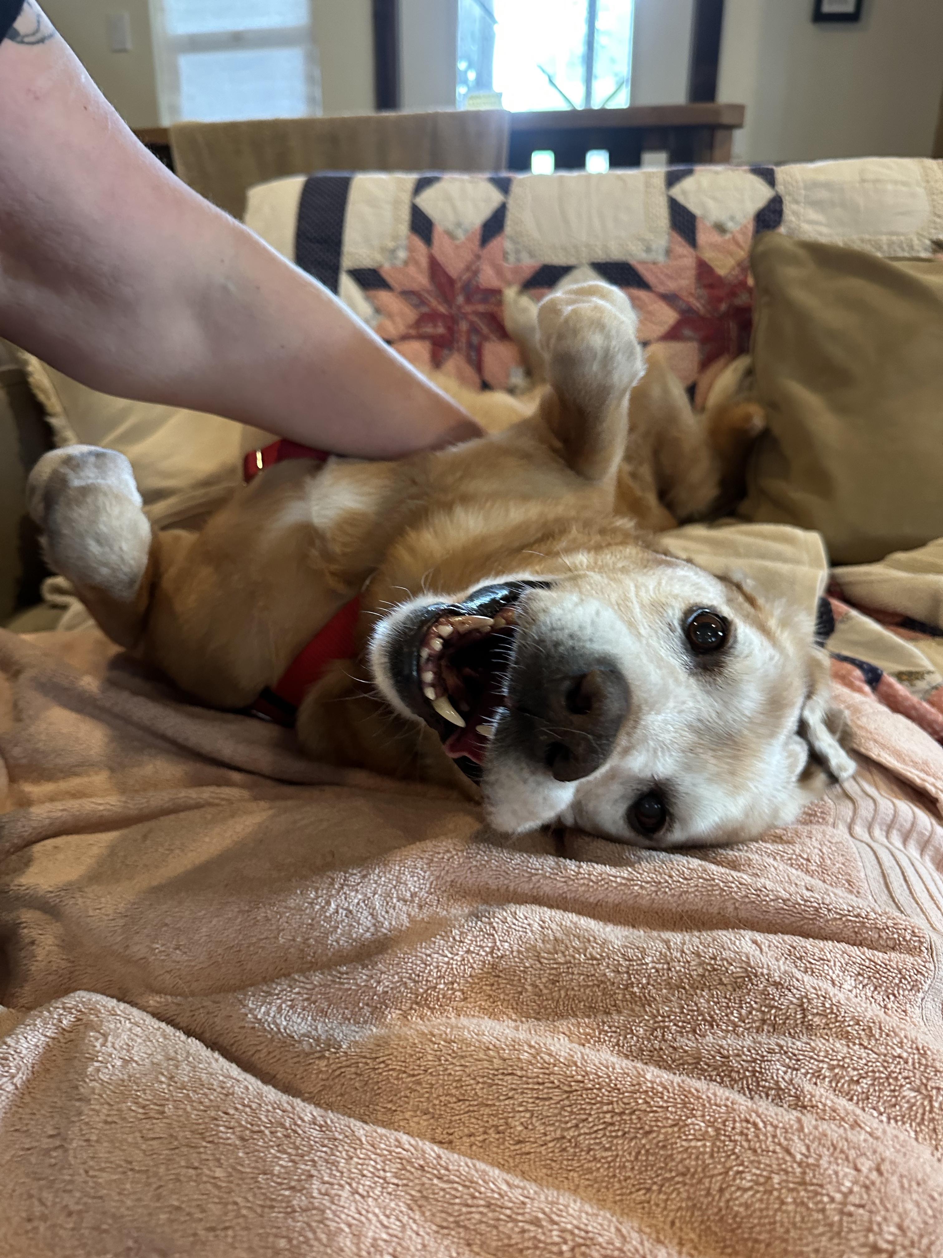 Enlarge Sammy, a ADOPTABLE Labrador Retriever in Petaluma, CA image 4/4