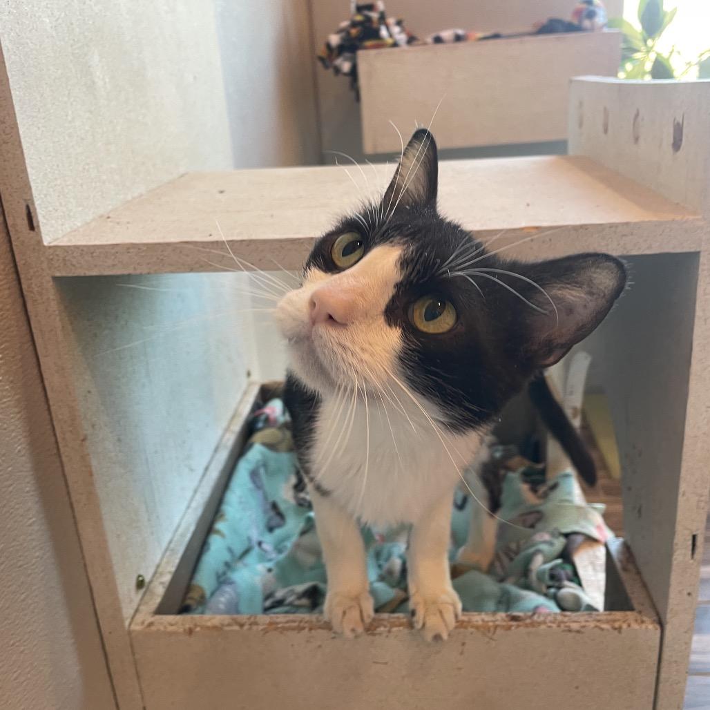 Enlarge Smokey, a Adoptable Domestic Short Hair in West Des Moines, IA image 1/6