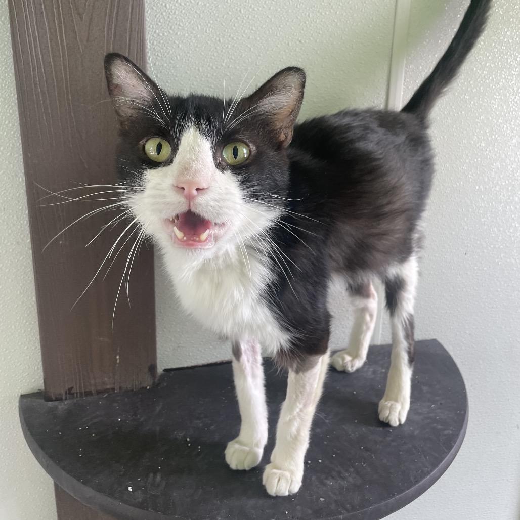 Enlarge Smokey, a Adoptable Domestic Short Hair in West Des Moines, IA image 2/6