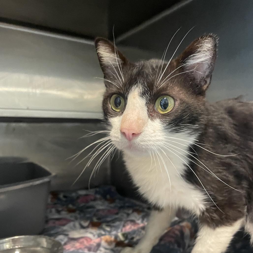 Enlarge Smokey, a Adoptable Domestic Short Hair in West Des Moines, IA image 3/6