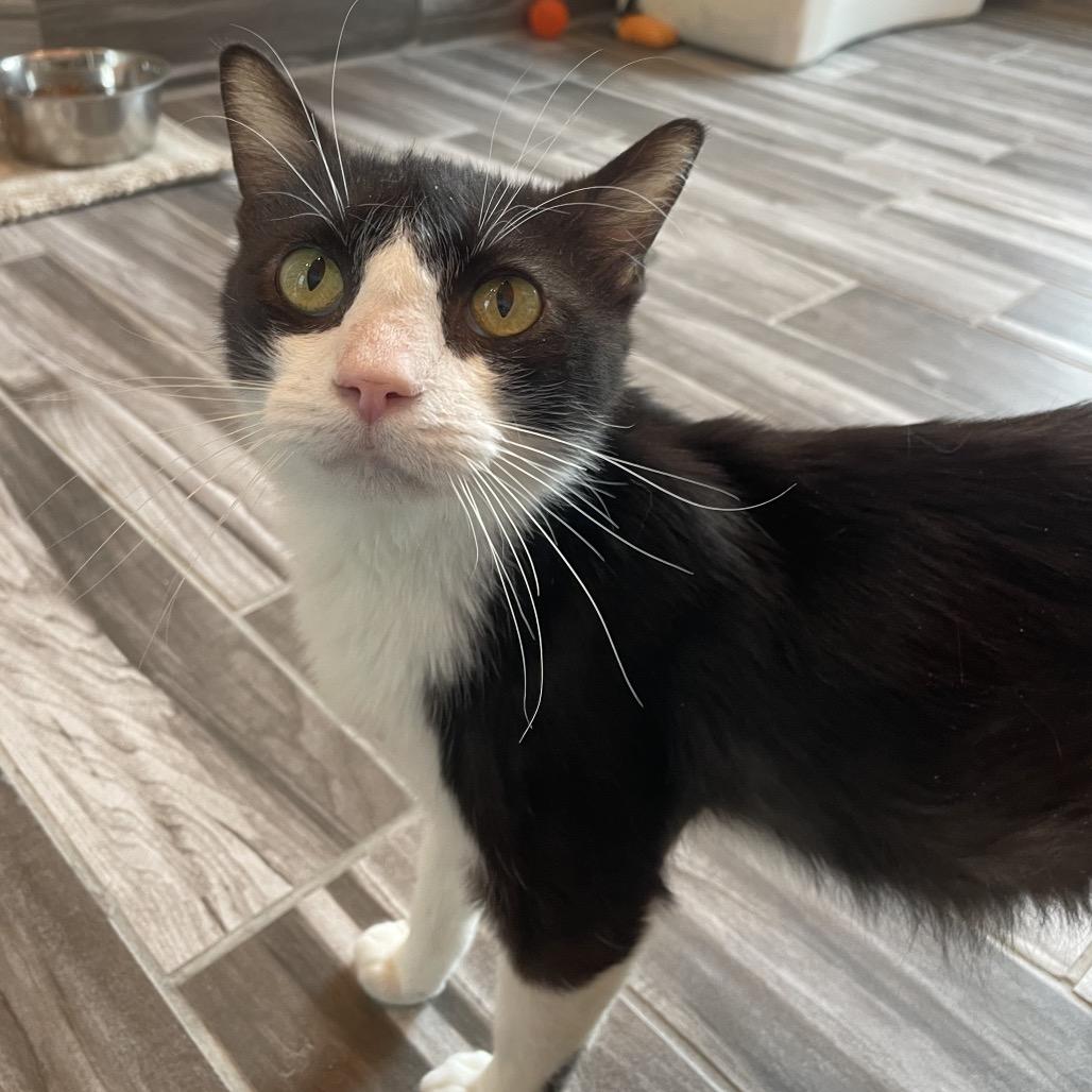 Enlarge Smokey, a Adoptable Domestic Short Hair in West Des Moines, IA image 4/6