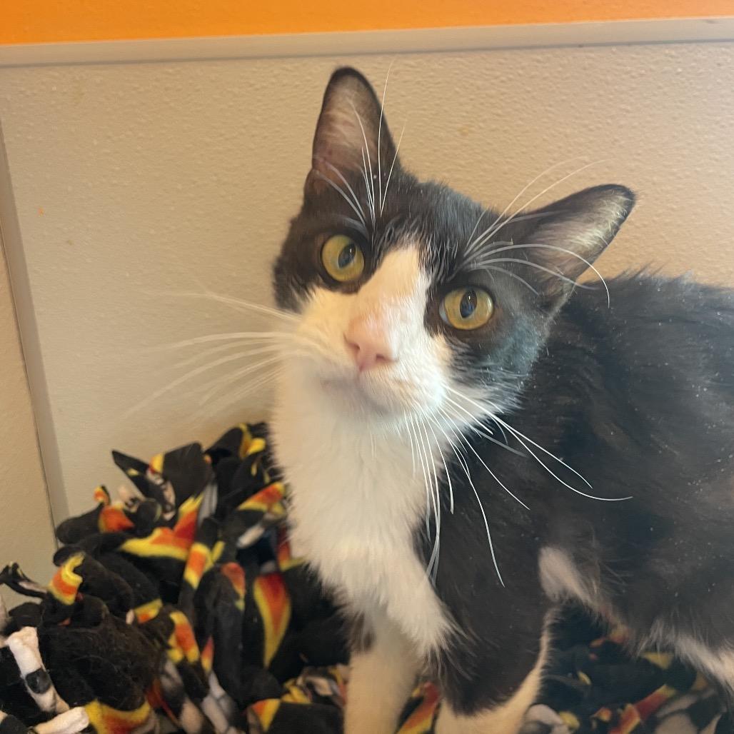 Enlarge Smokey, a Adoptable Domestic Short Hair in West Des Moines, IA image 5/6