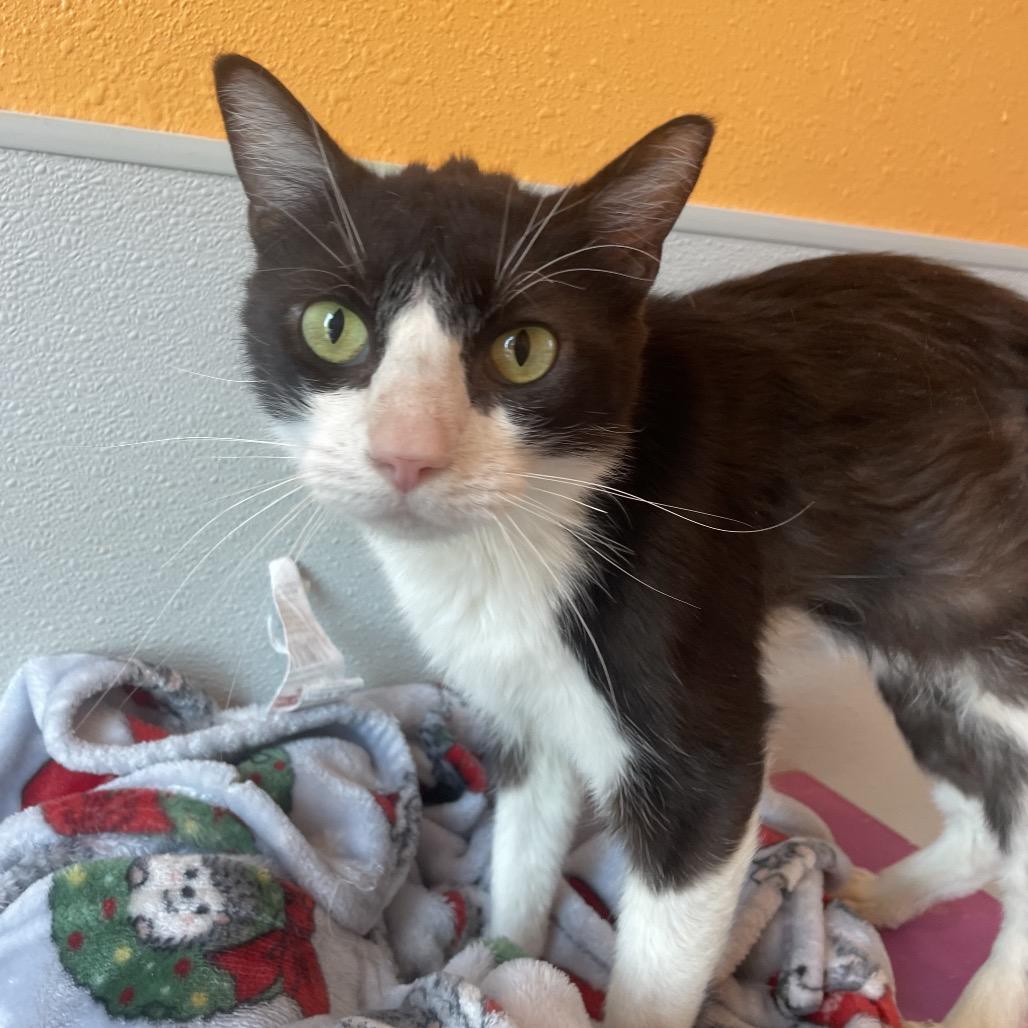 Enlarge Smokey, a Adoptable Domestic Short Hair in West Des Moines, IA image 6/6