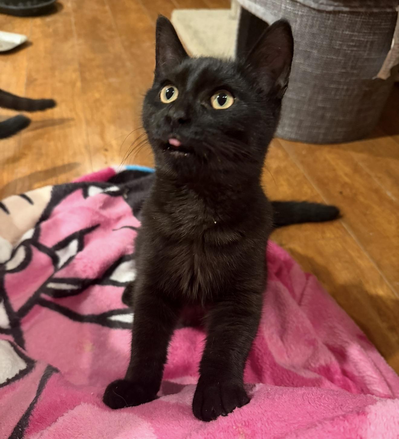 Roast, Adoptable, Kitten Male Domestic Short Hair.