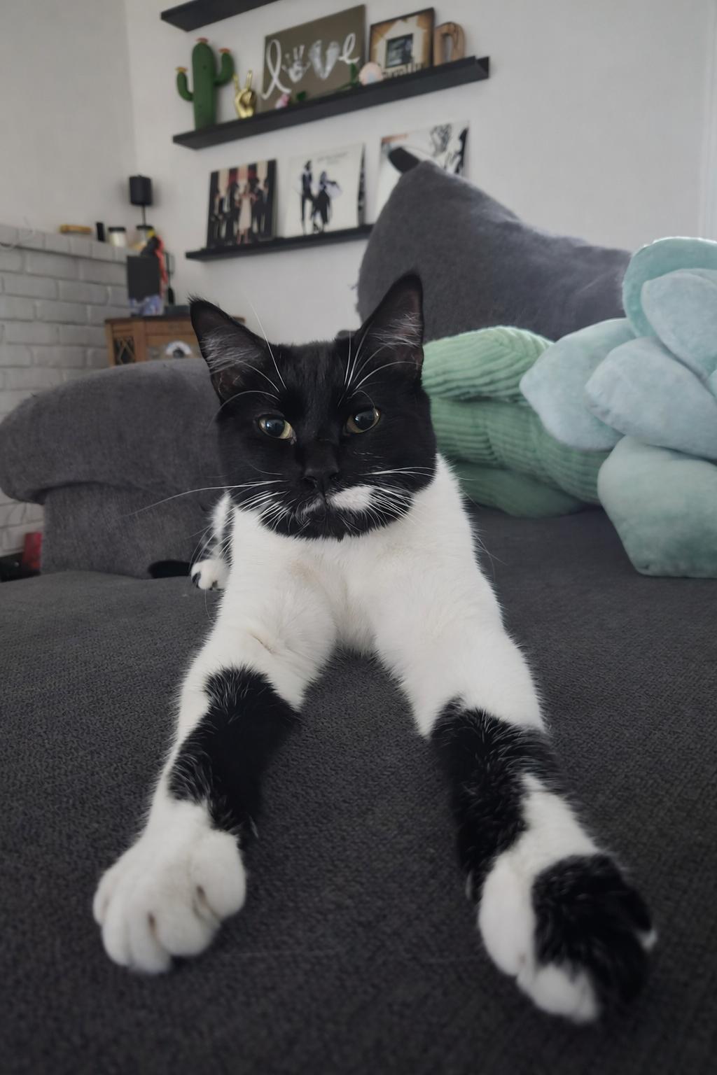 Elizabeth D, Adoptable, Young Female Tuxedo.