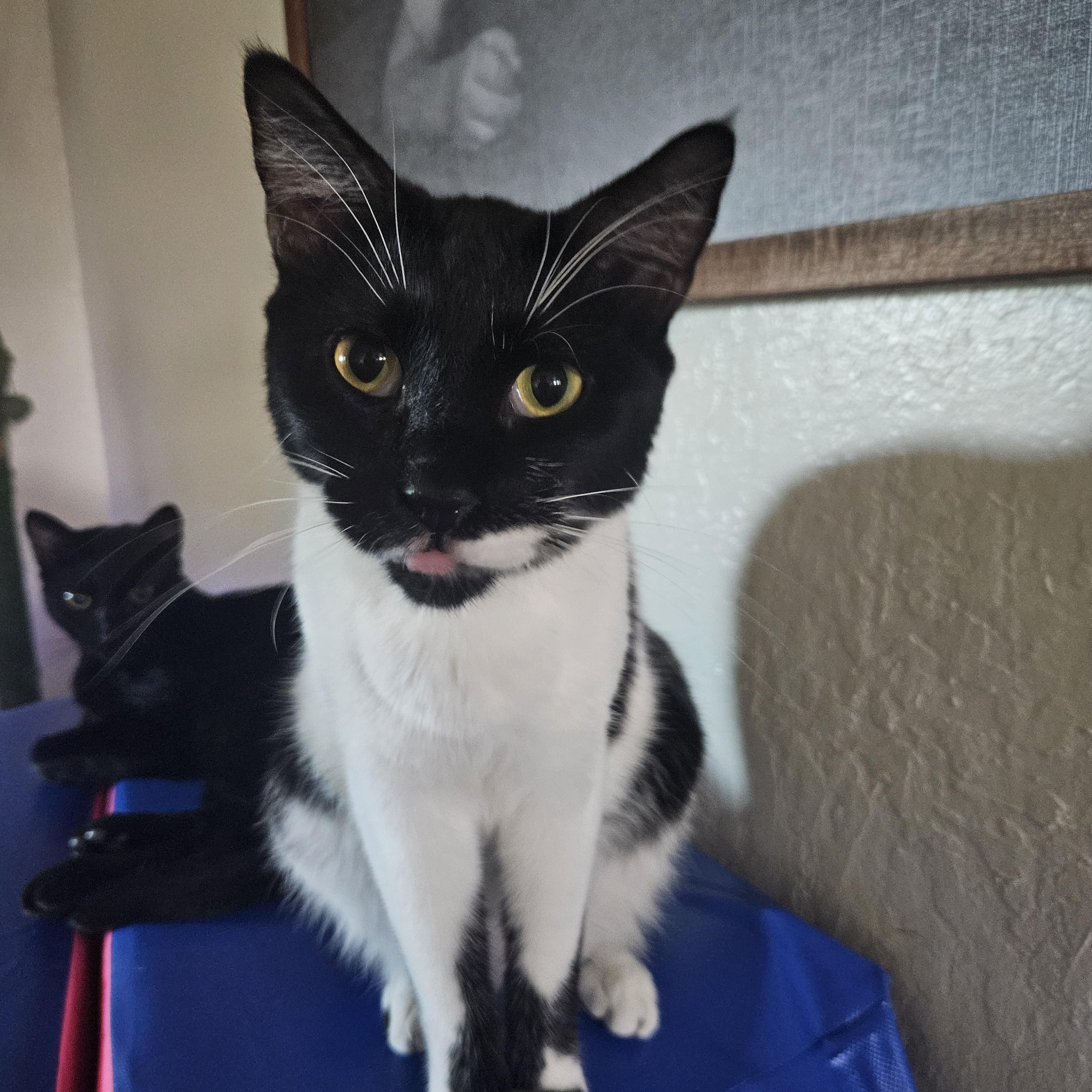 Enlarge Elizabeth D, a Adoptable Tuxedo in Fresno, CA image 2/6