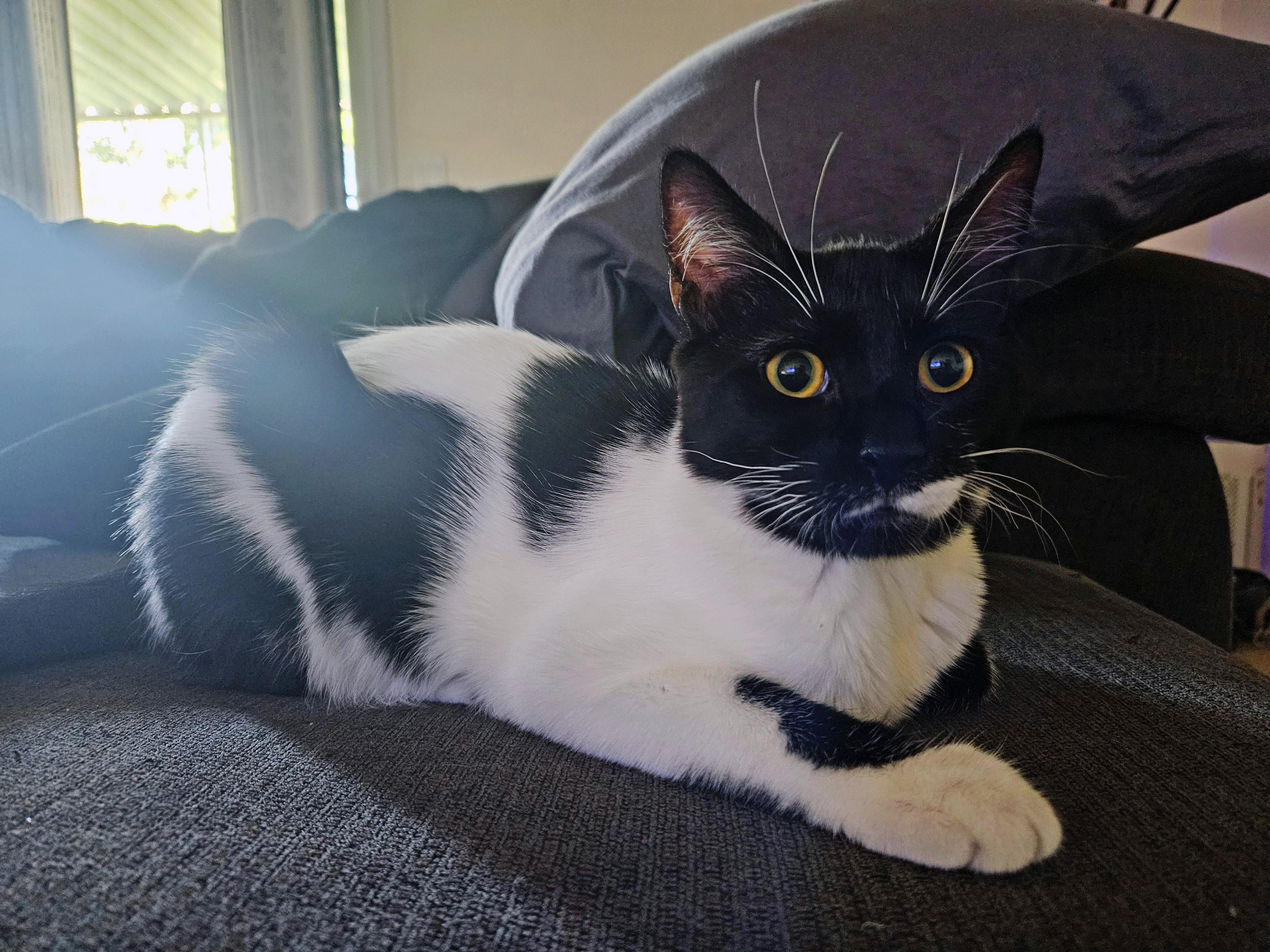 Elizabeth, Adoptable, Kitten Female Tuxedo.