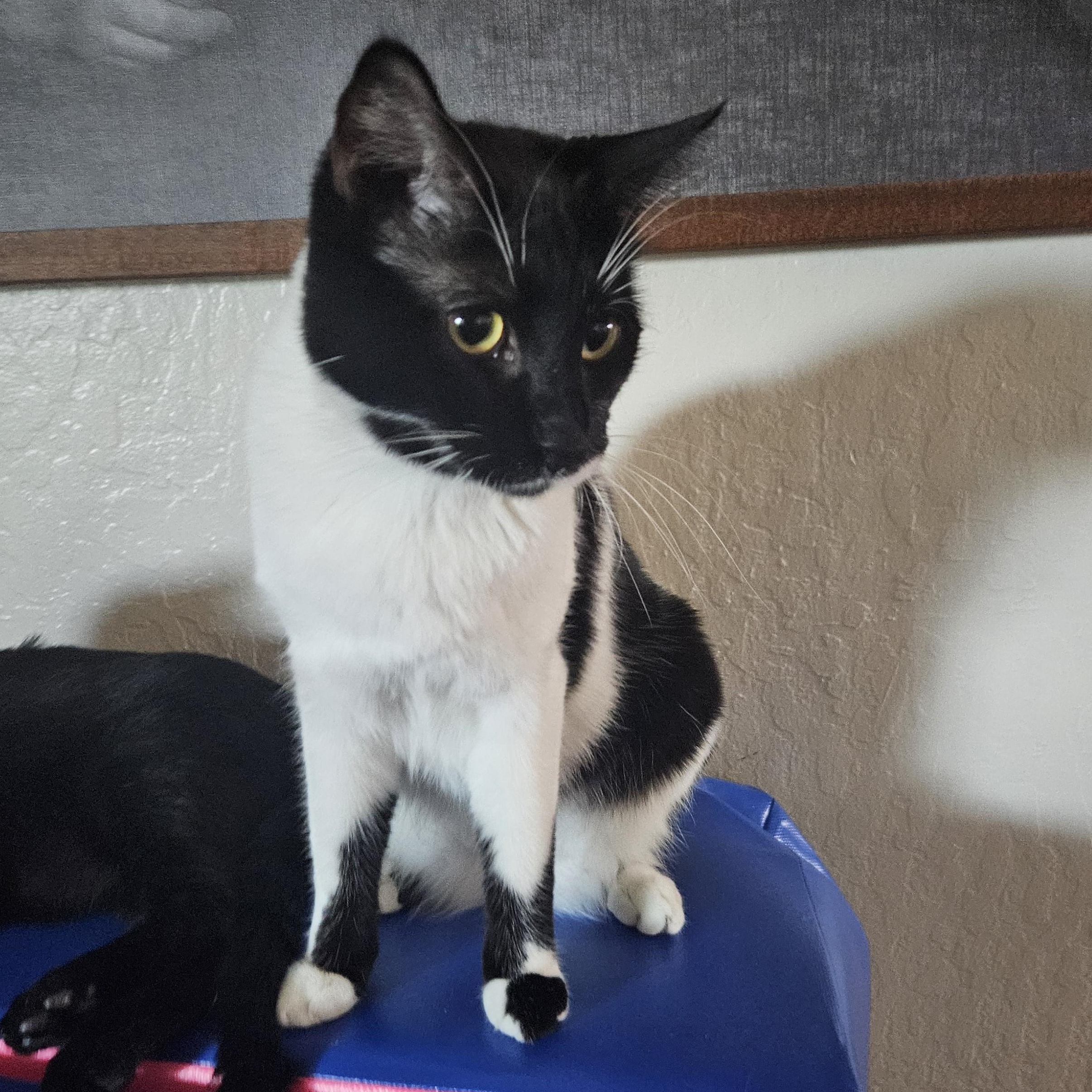 Enlarge Elizabeth D, a Adoptable Tuxedo in Fresno, CA image 3/6