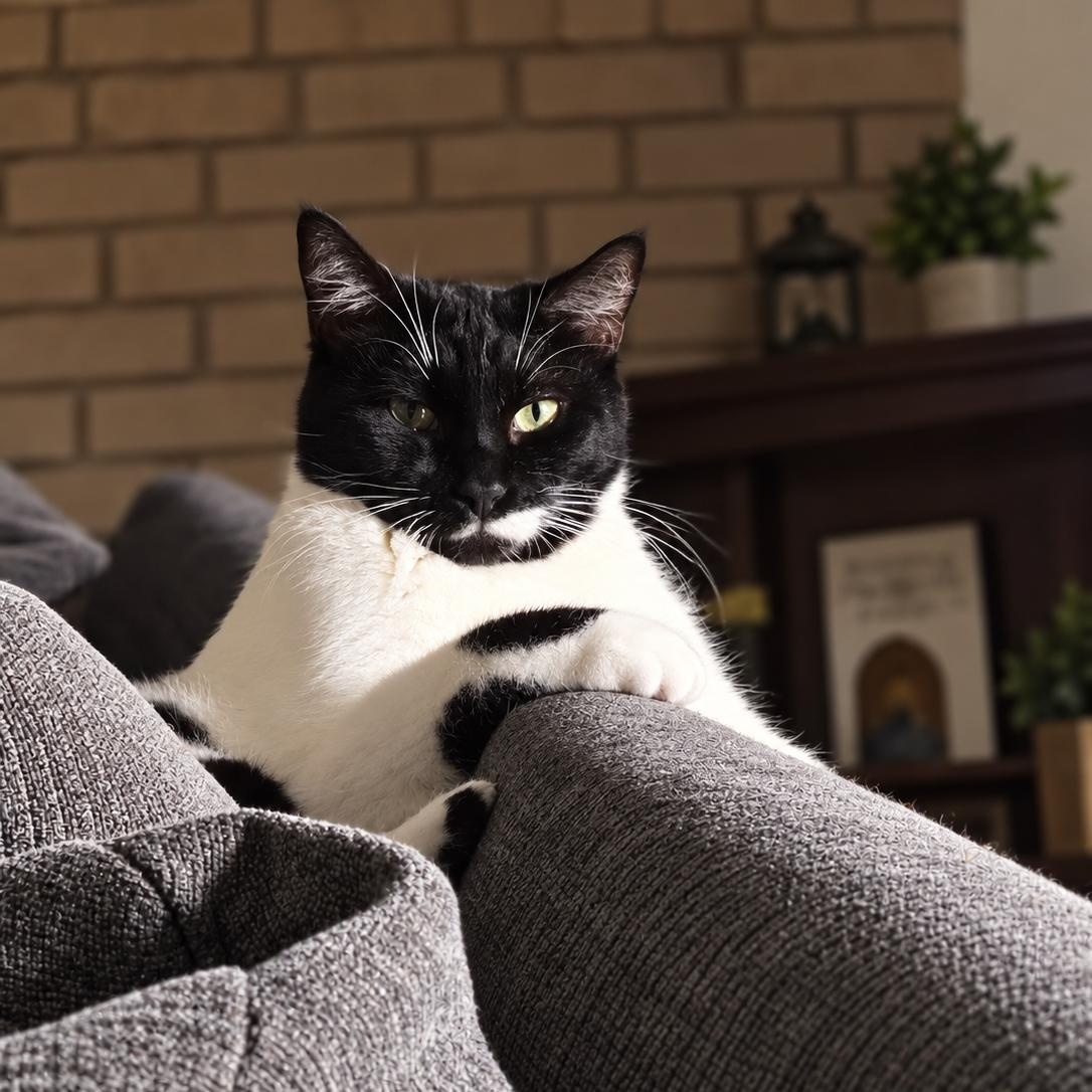 Elizabeth D, Adoptable, Young Female Tuxedo.