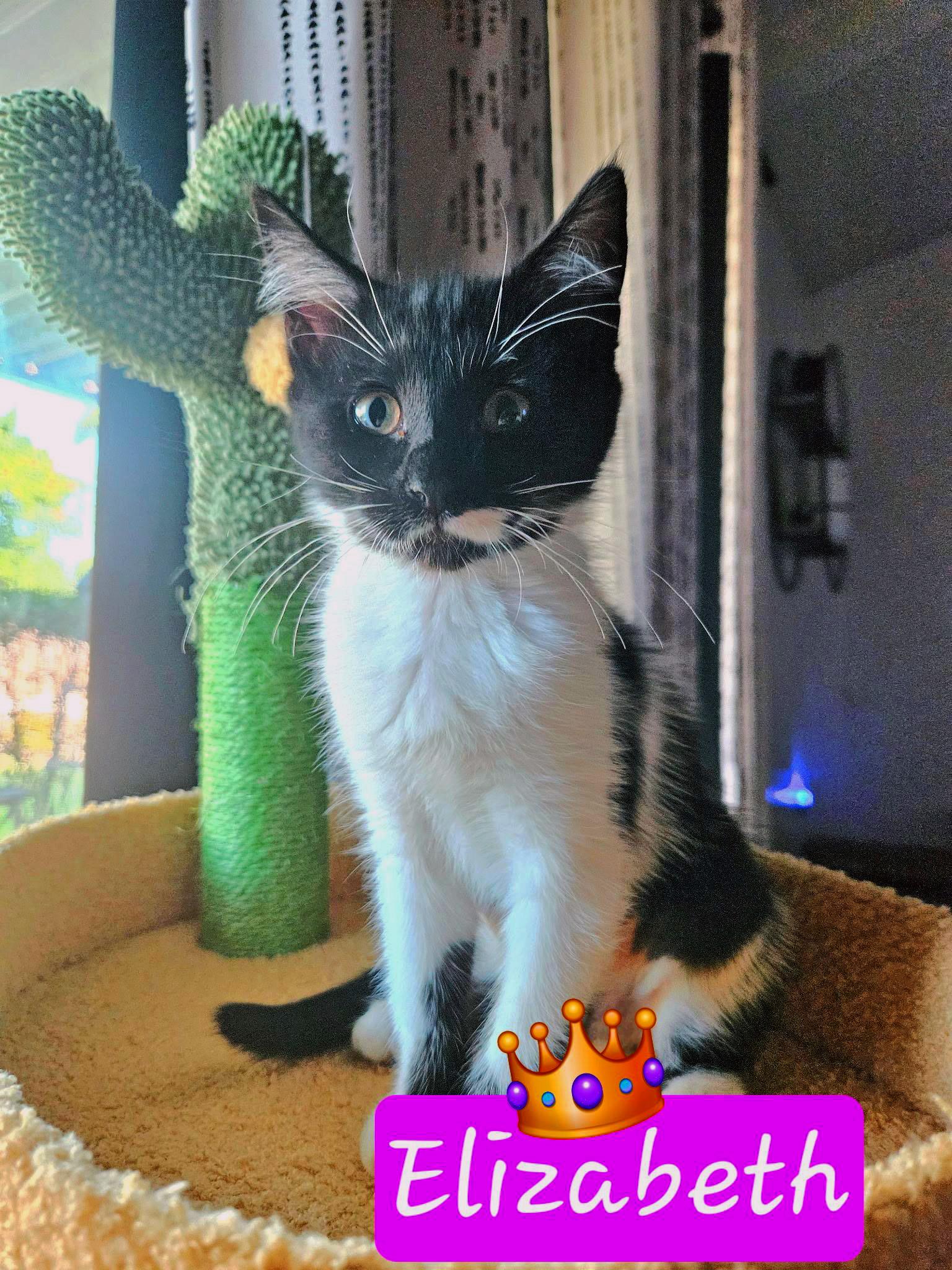 Enlarge Elizabeth, a Adoptable Tuxedo in Fresno, CA image 2/2