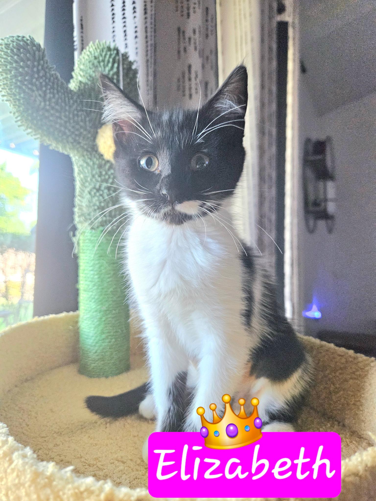 Elizabeth, Baby Female Tuxedo