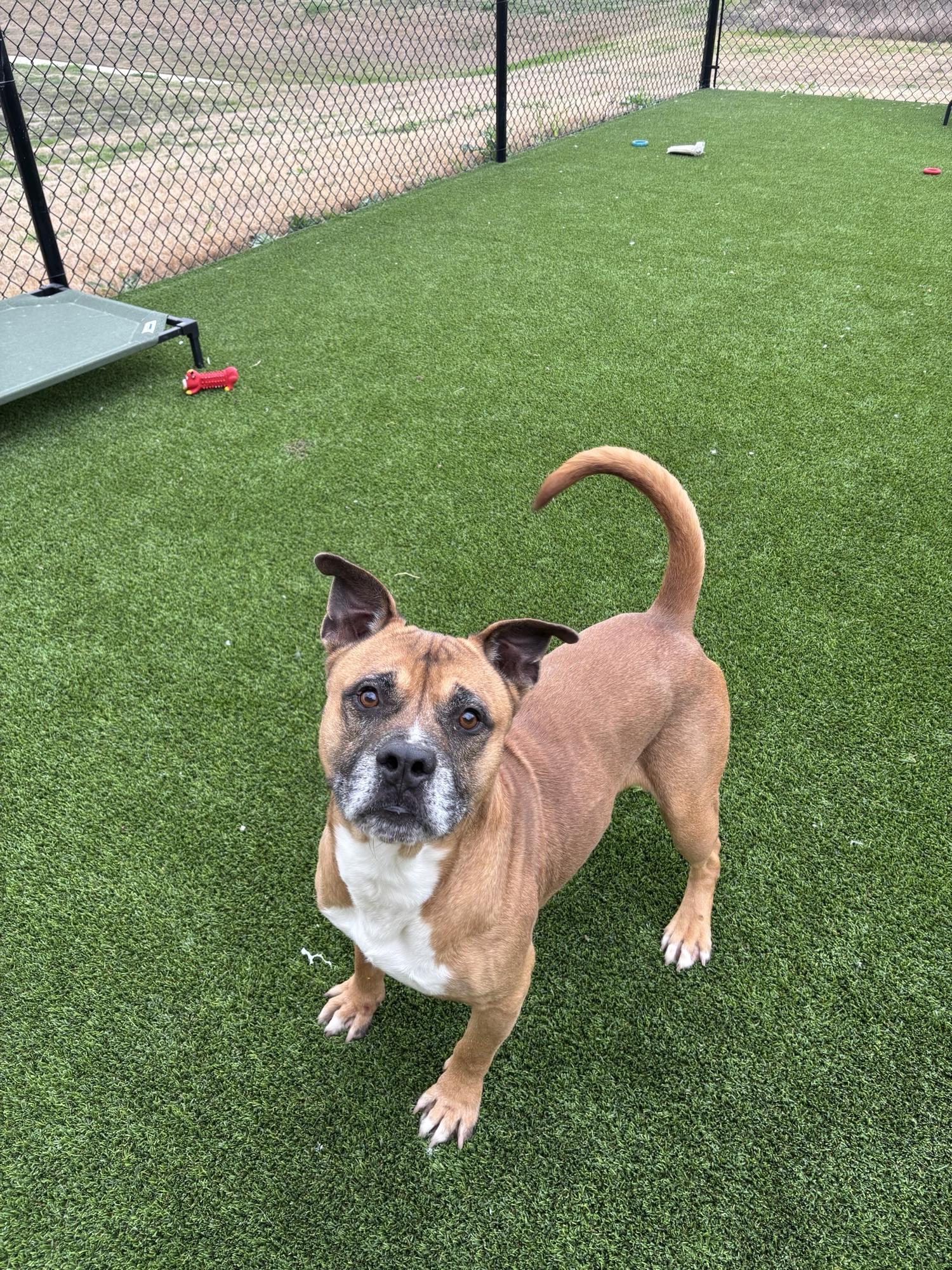 Bruce, ADOPTABLE, Senior Male Boxer.