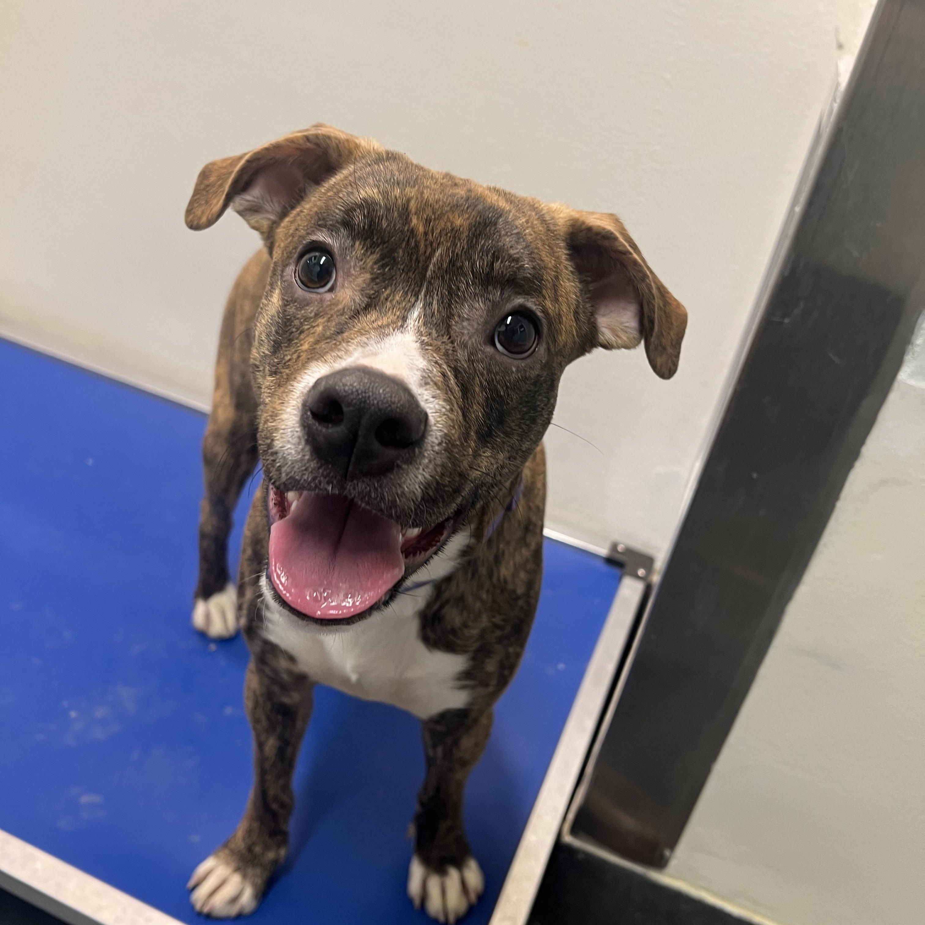 Enlarge Bear, a ADOPTABLE mixed breed in Ithaca, NY image 1/1