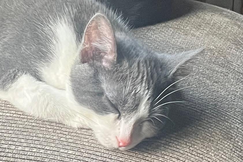 Dorito, a Adoptable Domestic Short Hair in Huntley, IL image 4/5